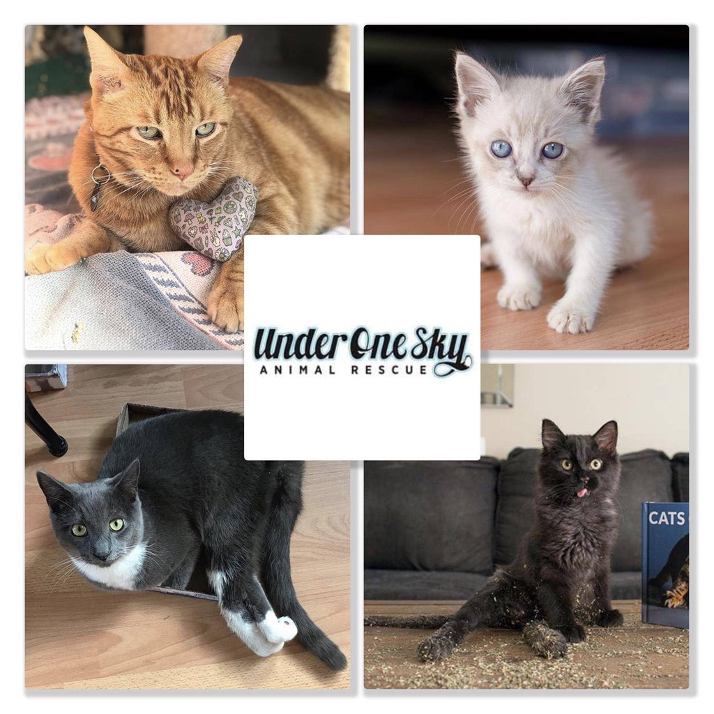 Interview with Under One Sky Animal Rescue!