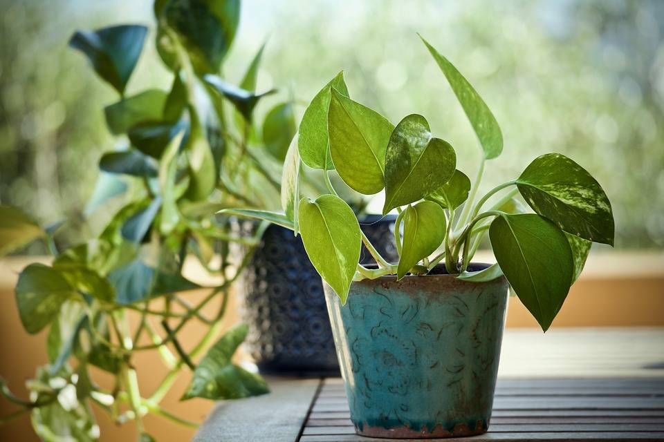 The Best Indoor Plants To Brighten and Purify the Room