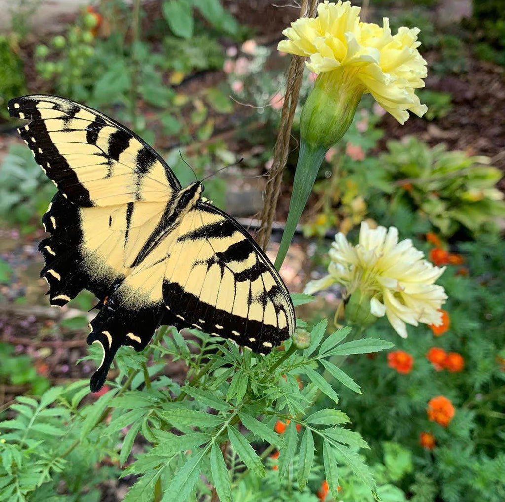 Gardening Tips For Beginners From 5 Inspiring Gardeners